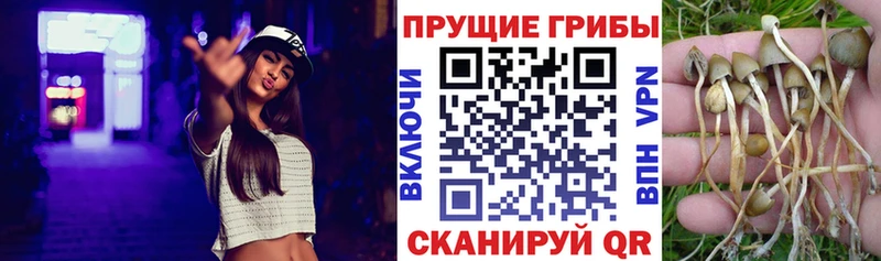 где можно купить наркотик  Междуреченск  Галлюциногенные грибы прущие грибы 